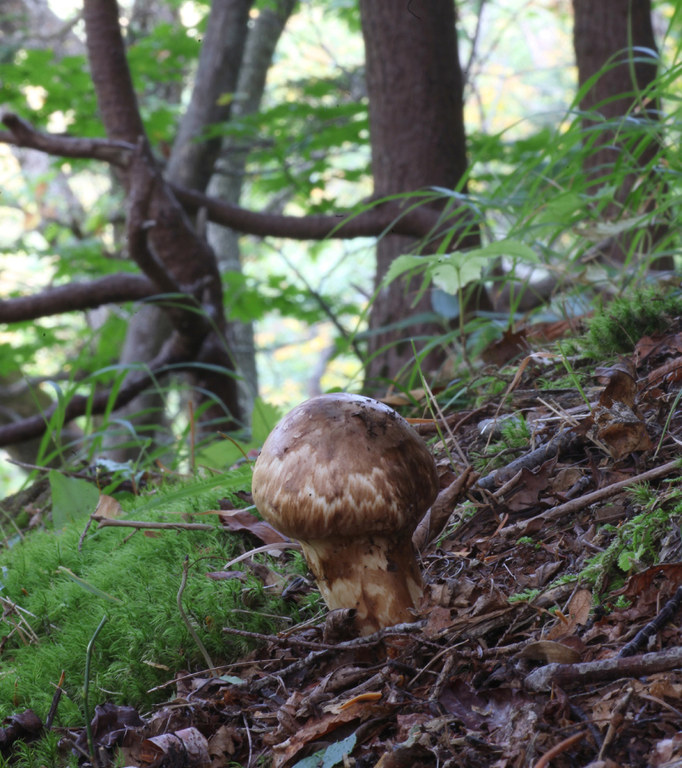 松茸の画像